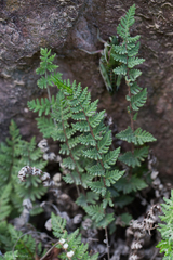 Notholaena grayi