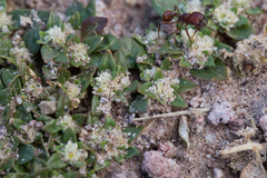 Guilleminea densa