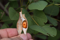 Erythrina flabelliformis