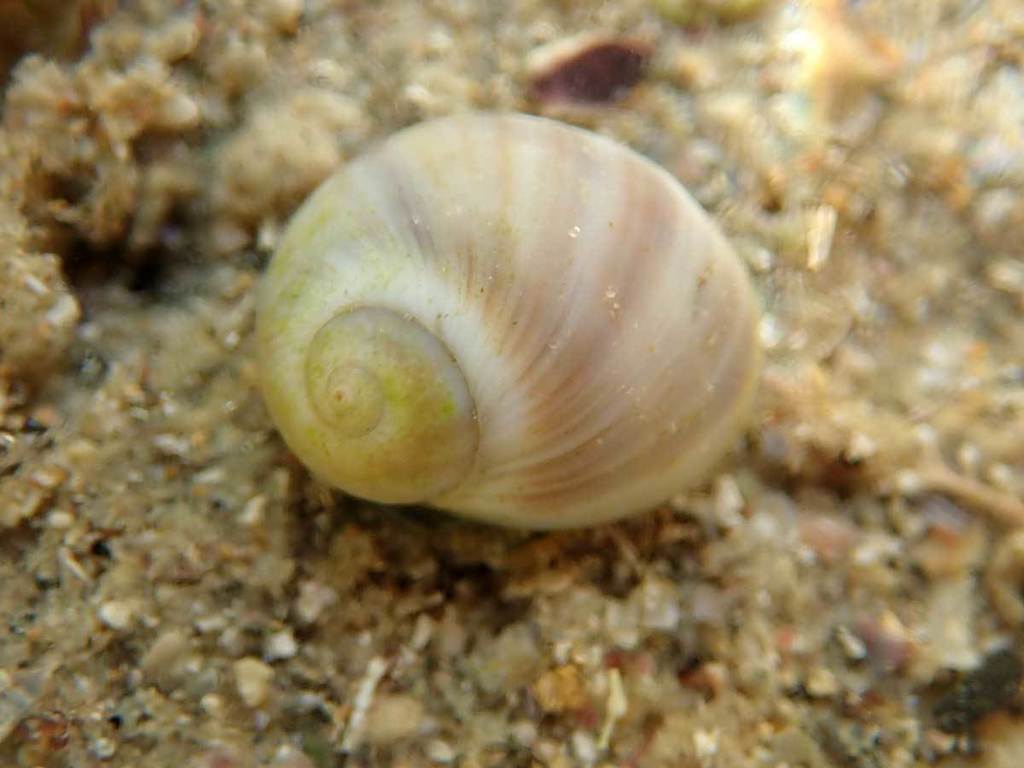 Naticinae