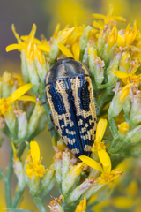Acmaeodera amplicollis