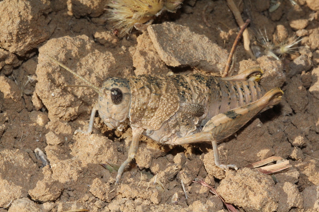 Zabrala