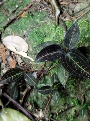 Ludisia discolor, photograph (c) Ooi Qie, some rights reserved (CC BY)