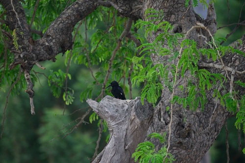 Green Woodhoopoe