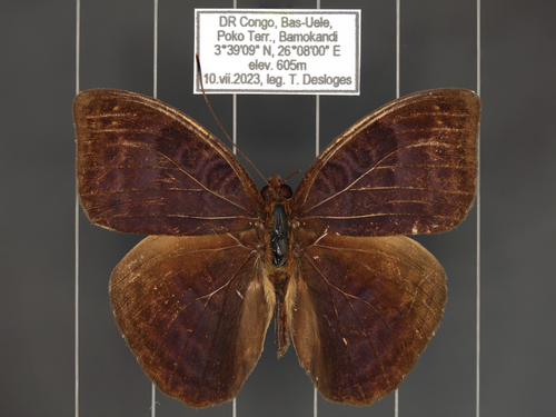 Euriphene incerta incerta