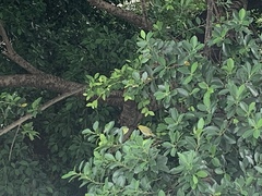 Zosterops simplex simplex