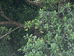 Zosterops simplex simplex