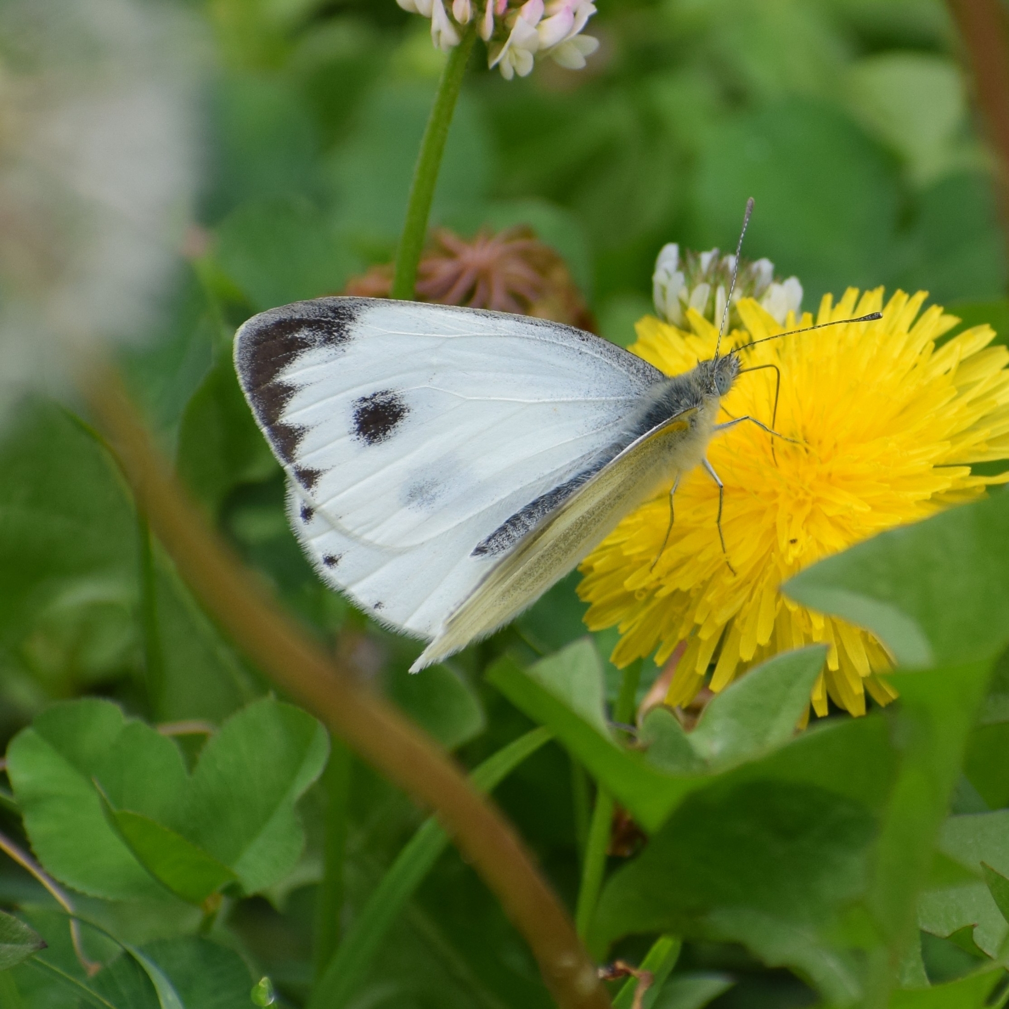 Asian Cabbage White