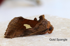 Autographa bractea