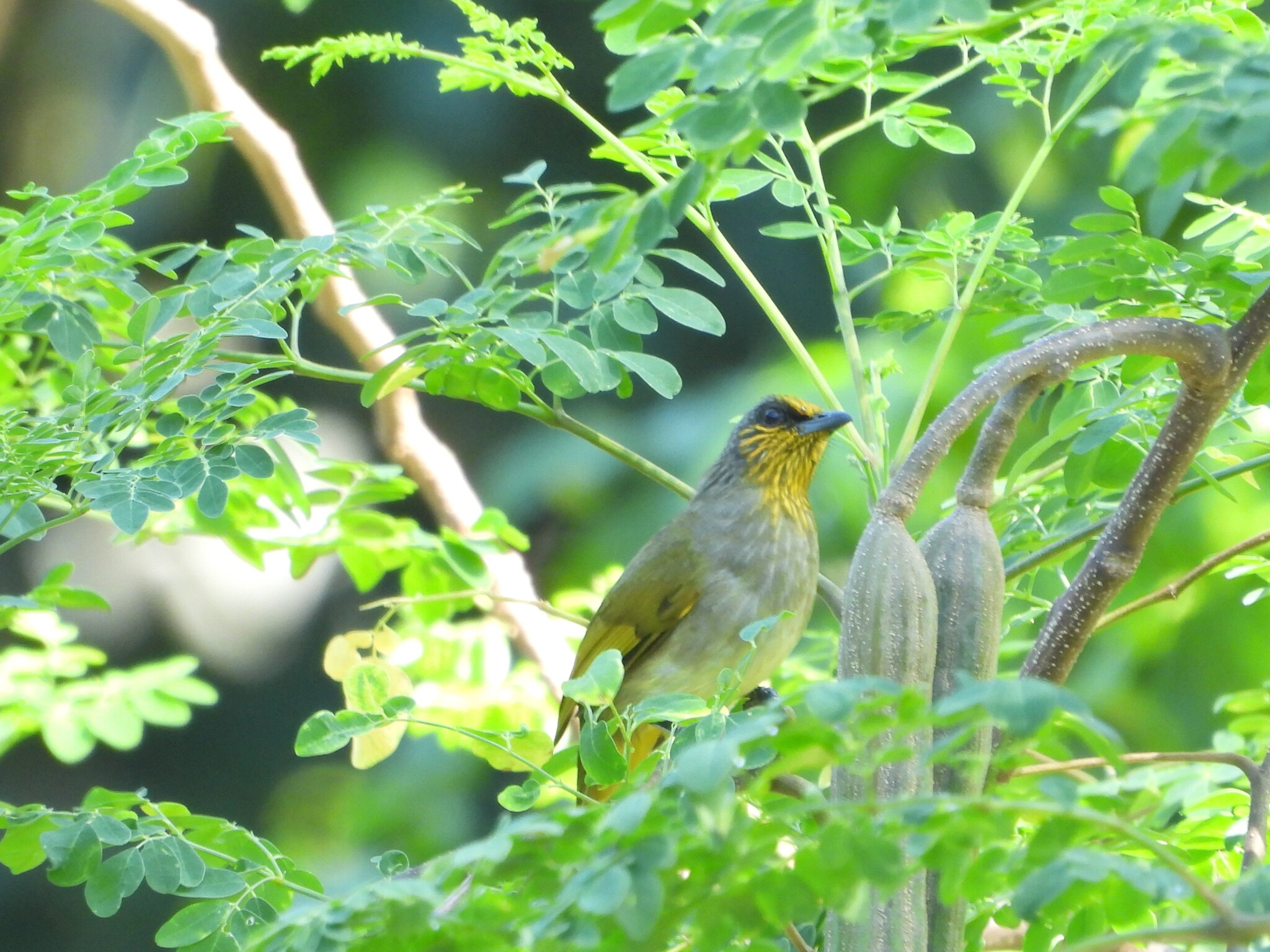 Stripe-throated Bulbul