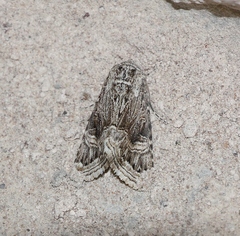 Lepidoptera