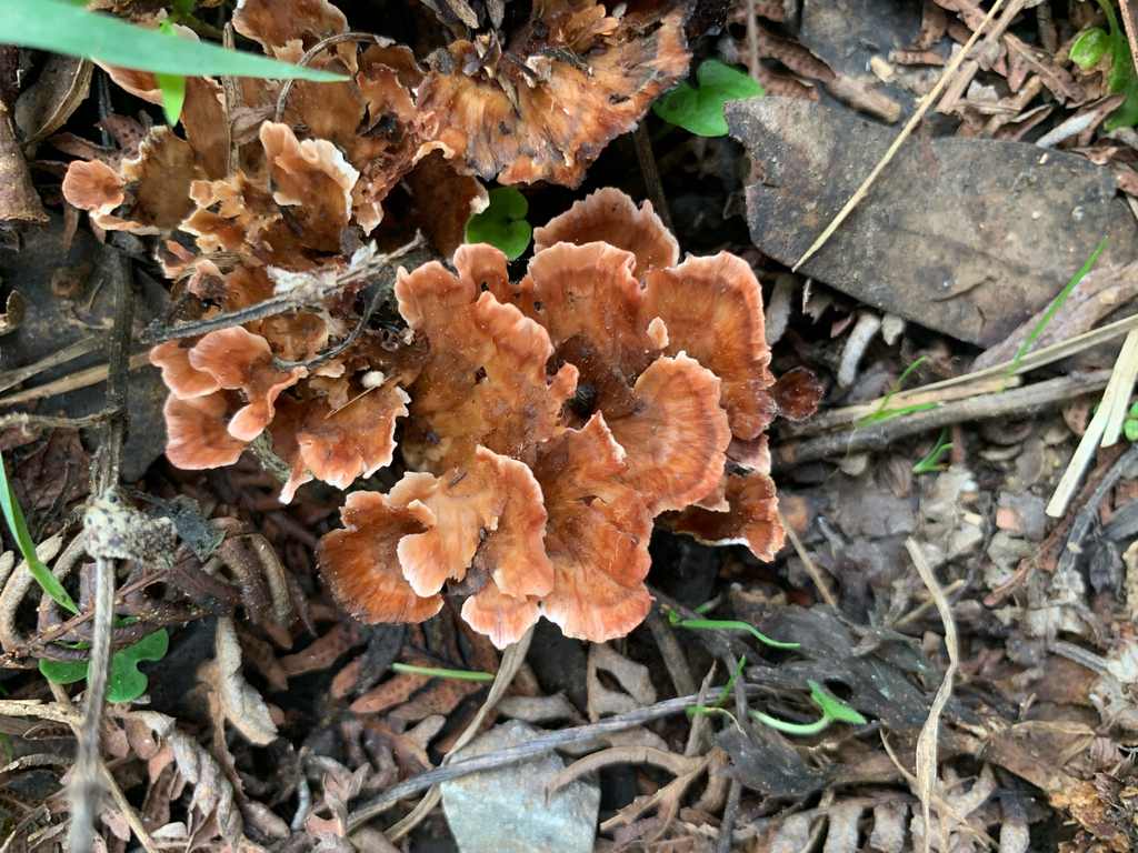 Podoscypha petalodes · June 2025 · photo: © celadonfern (iNaturalist, cc-by)