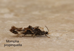 Mompha propinquella