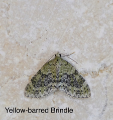 Acasis viretata