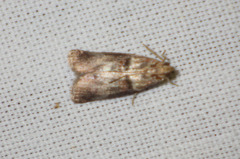 Acrobasis tumidana