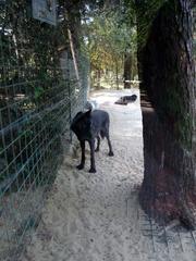 Canis lupus occidentalis