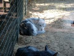 Canis lupus occidentalis