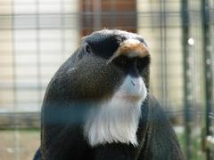 Cercopithecus neglectus