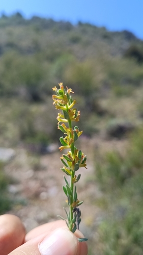 Hairy thymelaea (Thymelaea pubescens)