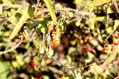 Solanum chenopodinum