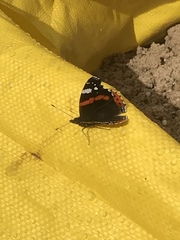 Vanessa atalanta