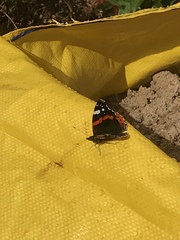 Vanessa atalanta