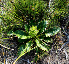 Berkheya carlinoides