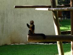 Sapajus xanthosternos