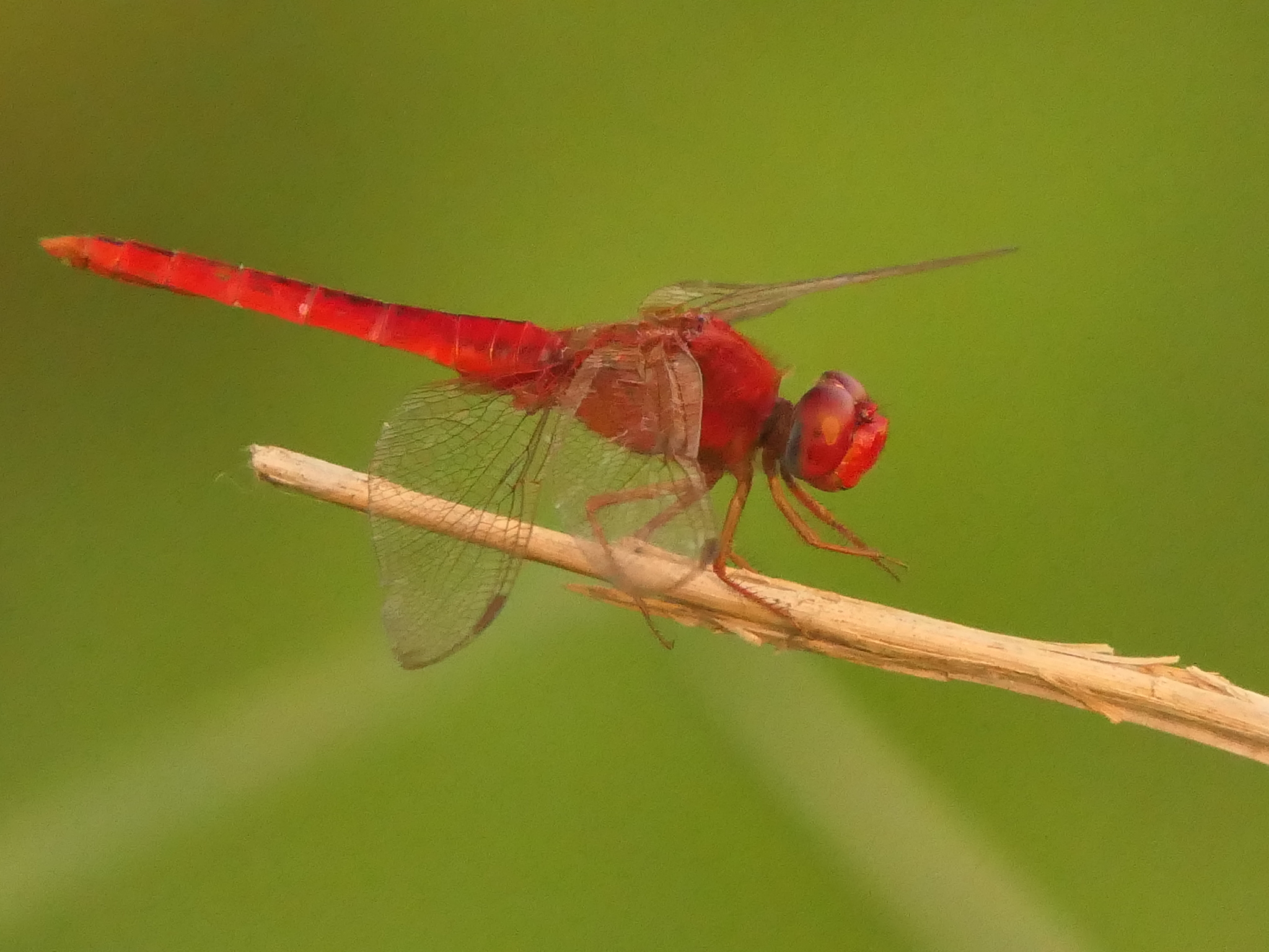 Scarlet Skimmer