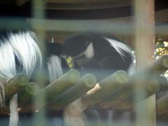 Colobus