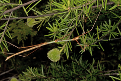 Candovia aberrata