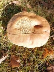 Hemileccinum depilatum