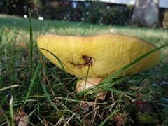 Hemileccinum depilatum