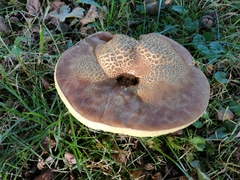 Hemileccinum depilatum