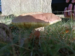 Hemileccinum depilatum