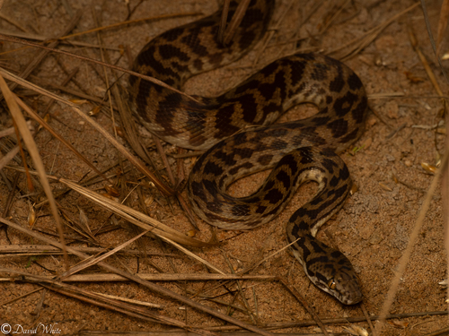 Children's Pythons sighting