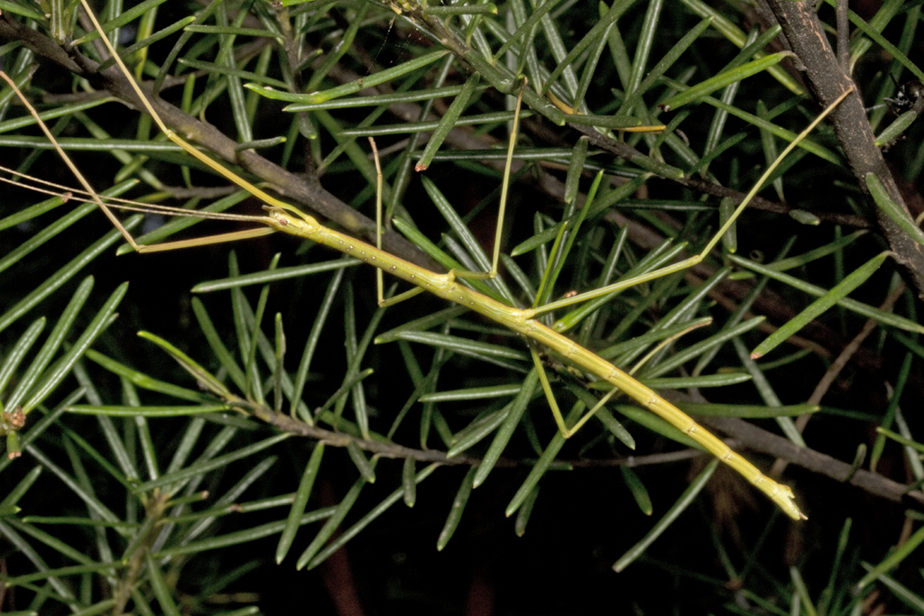 Candovias