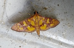 Prenesta scyllalis