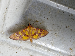 Prenesta scyllalis