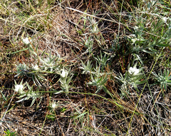 Syncarpha argyropsis