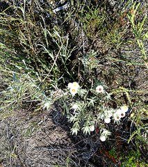Syncarpha argyropsis