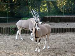 Oryx beisa