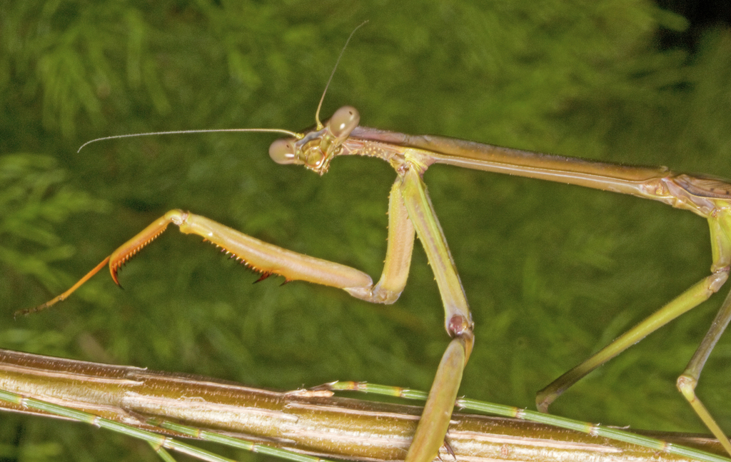 Australian Stick Mantis