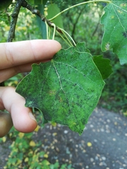 Populus tremula