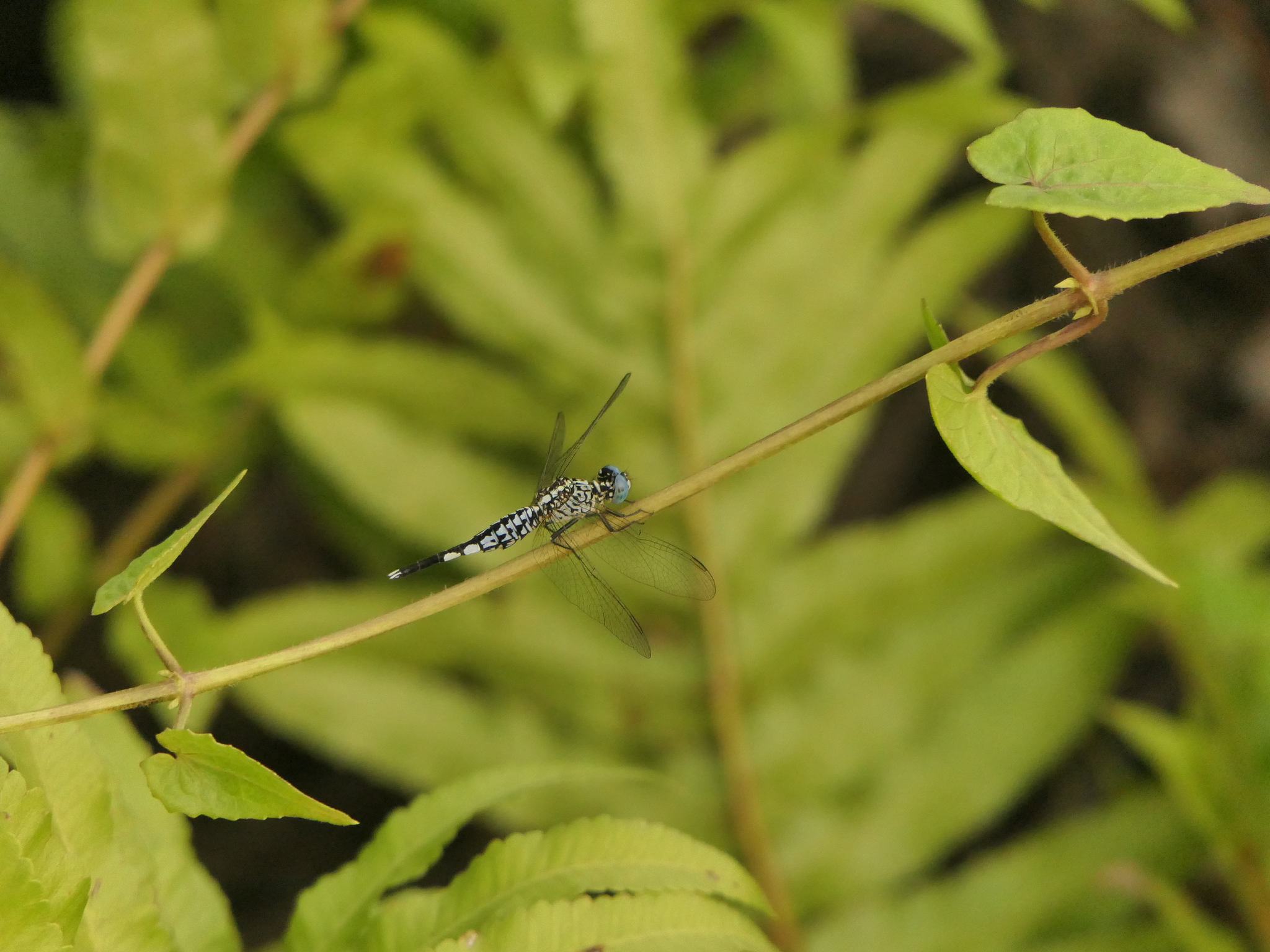 Trumpet-Tail