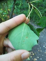 Populus tremula