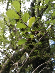 Streblus heterophyllus