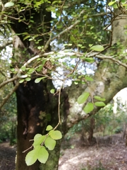 Streblus heterophyllus