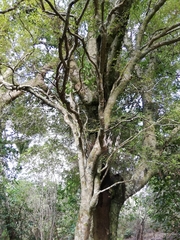 Streblus heterophyllus