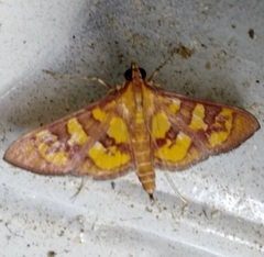Prenesta scyllalis